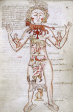 Zodiac man, at the beginning of the Numerus et Ordo signorum, 15th century.  Drawing of a human