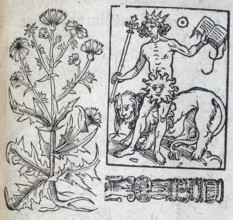 Chicory and the Sun, 13th century. The Sun is wearing a crown and holds a sceptre, with a lion