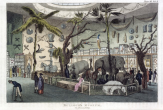 'Bullock's Museum, 22, Piccadilly', London, 1809-1829. An exhibition of models of animals inside