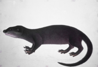 Otter, 18th century. Coloured sketch.