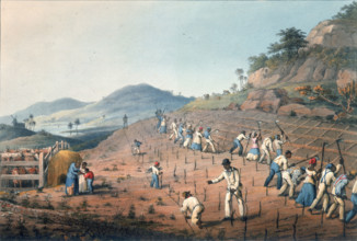 Digging the cane holes, 1823. Set in a tropical landscape, African slaves plant and till land on a