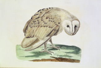 The White Owl, 1766. Detailed study of the bird standing on some turf. From "The British Zoology" a