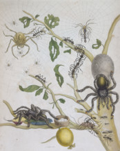 Spiders with their eggs, 1705. Two spider's webs and a branch are crowded with ants, spiders, and