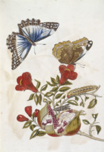Butterfly and Caterpillar, 1705. A pomogranate resting on a branch, is about to be devoured by a