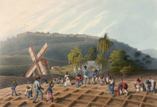 Slaves planting sugar cane on a plantation, Antigua, 1823. From "Ten Views in the Island of