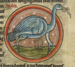 A heron on the water. A wading water bird with long neck and beak, c1230s. From Bestiary, with