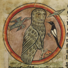 Owl mobbed by smaller birds, 1230-1240. From Bestiary.