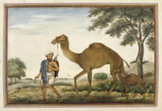 Ribari, a caste of camel-men, 1825. From Tashrih Al Aqvam An Account Of Origins And Occupations Of