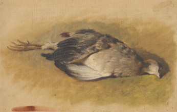 Sketch of a dead partridge, 1840-1850.