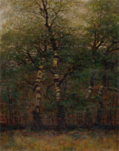 Inside of Birch Forest, 1900-1910.