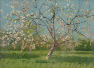 Study of Blooming Trees in an Orchard, around 1900.
