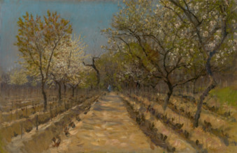 Vineyard, around 1890 - 1895.