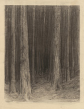 Forest twilight, around 1930.