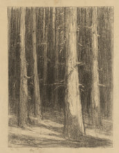 Tree trunks, around 1930.