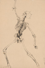 Study of a human skeleton, 1880-1904.