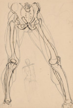 Study of the skeleton and muscles of the legs, 1880-1904.