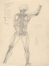 Study of a skeleton, 1880-1904.