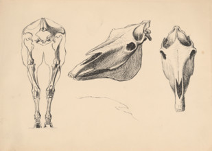Studies of skeletons and skulls, 1880-1904.