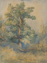 Tree, 1872.