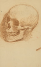 Study of a skull, 1895-1900.