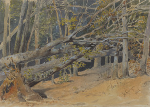 Study of felled trees, 1881.