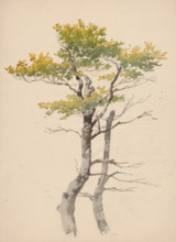Study of a deciduous tree, around 1881.
