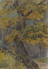 Study of a deciduous tree. Motif from St. George, 1881.
