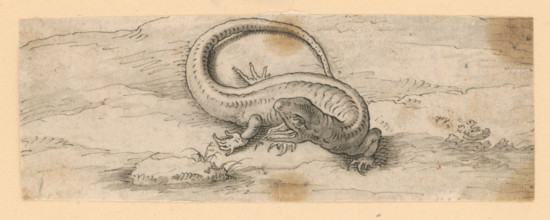 Lizard, 1601/1700.   Additional Info: Drawings with animal motifs - 5 drawings.