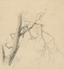 Study of a tree, 1879.