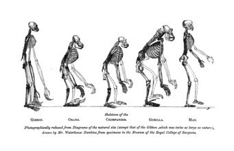 Skeletons of the Gibbon, Orang, Chimpanzee, Gorilla, Man, 1863.  Creator: Unknown.