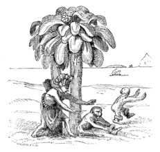Apes on the banks of the Zaire, 1598, (1863).  Creator: WH Wesley.