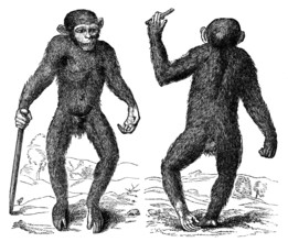 The Pygmie, 1699, (1863). Creator: Unknown.