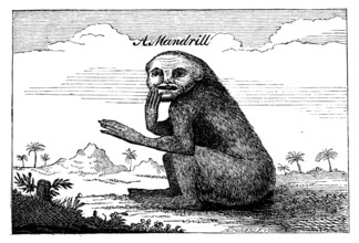 A Mandrill, 1744, (1863). Creator: Unknown.