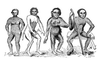 The Anthropomorpha of Linnaeus, c1760, (1863). Creator: Unknown.