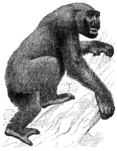 The Gorilla, 19th century? Creator: Unknown.