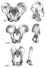 Front and side views of the bony pelvis of Man, Gorilla and Gibbon, 1863.  Creator: WH Wesley.