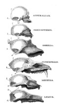 Australian, Chrysothrix, Gorilla, Cynocephalus, Mycetes, Lemur, 1863. Creator: Unknown.
