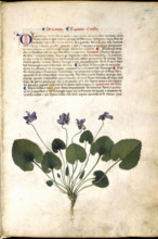 Violet plant, c1400 .  Creator: Unknown.