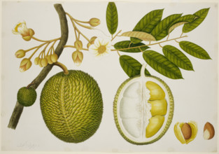 Durio Zibethinus (Bombacaceae), c1824.  Creator: Unknown.