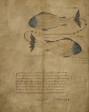 Illustration of the constellation Pisces, c820-840.  Creator: Unknown.