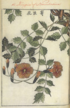 Trumpet flower, 1750-1765.   Creator: Shimada Mitsufusa.