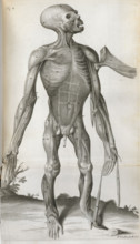 An anatomical drawing, 1699.  Creator: Michael Vandergucht.