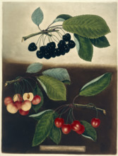 Cherries, 1812.  Creator: George Brookshaw.