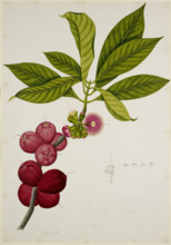 Malay Apple, 1824. Creator: Unknown.