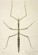 Stick insect, c1820. Creator: Unknown.