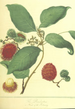 The Rambootan, a Fruit of the Poolasang, 1806.  Creator: Thomas Medland.