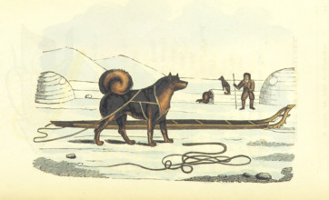 Husky and sledge, 1825.  Creator: Unknown.