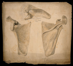 The right scapula: three figures, 1853. Creator: J.C. Whishaw.