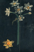 Daffodil (Narcissus species): flowering stem with separate flower. Creator: Unknown.