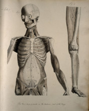 Left, muscles of the head and trunk (front view); right, muscles of the..., between 1800 and 1899. Creator: Unknown.